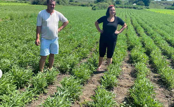 На Николаевщине ветераны АТО  объединились для выращивания лекарственных трав