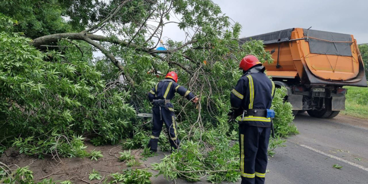 На выезде из Николаева упавшее старое дерево перекрыло трассу М-14 – спасатели убрали (ФОТО)