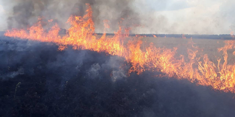 Сухая трава, мусор и стерня: на Николаевщине за сутки выгорело 12 га (ФОТО)