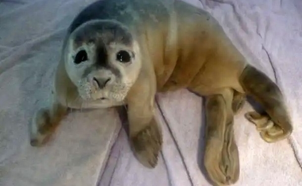 Как тюлененка спасли благодаря стаду коров (ФОТО)