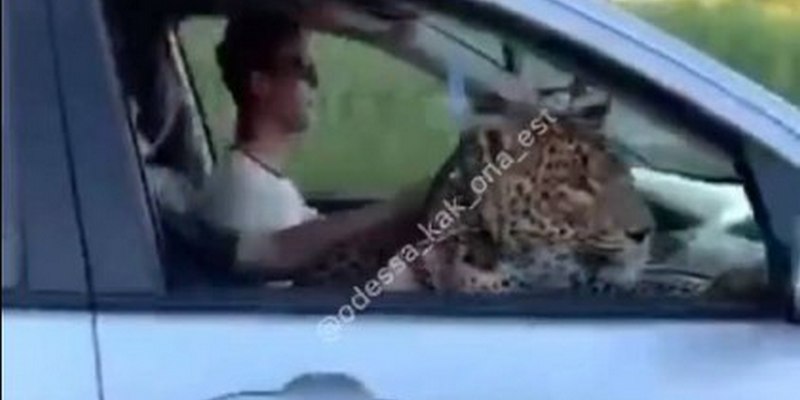 В Одессе сняли катающегося в авто леопарда (ВИДЕО) 1