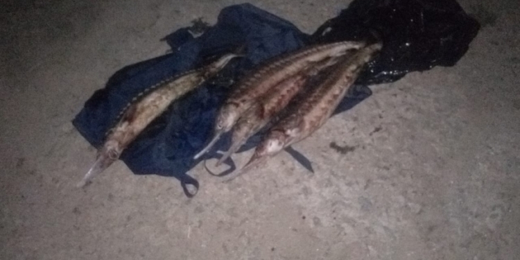 На Николаевщине рыбак сбежал от проверки, –  в его машине “всплыли” 4 севрюги