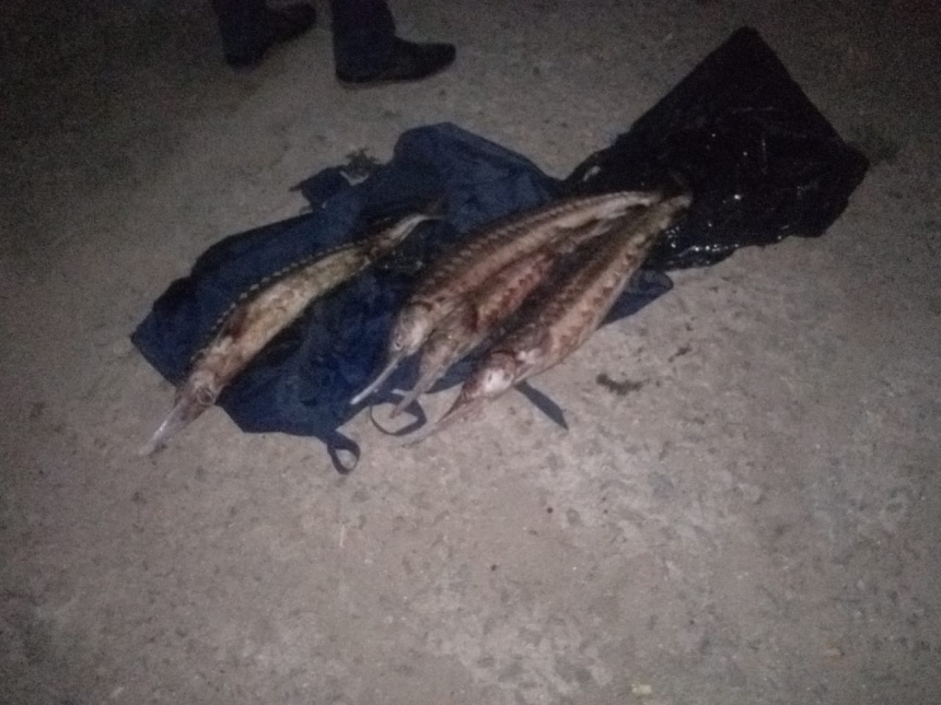На Николаевщине рыбак сбежал от проверки, - в его машине "всплыли" 4 севрюги 1