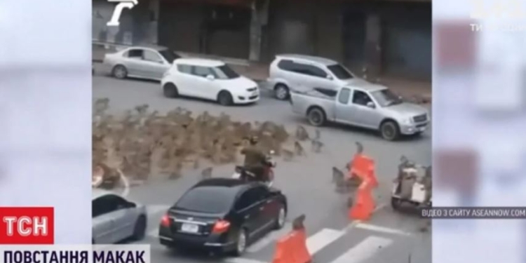 Туристы виноваты. В Таиланде бунт голодных обезьян (ВИДЕО)