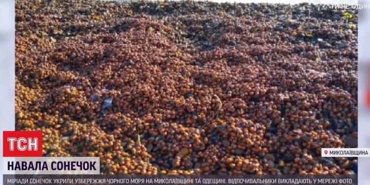 Коблево и Затоку оккупировали полчища божьих коровок – они везде и кусаются (ВИДЕО)