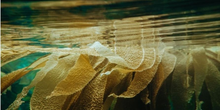 Он, она и оно. Ученые обнаружили организм с тремя полами (ФОТО)