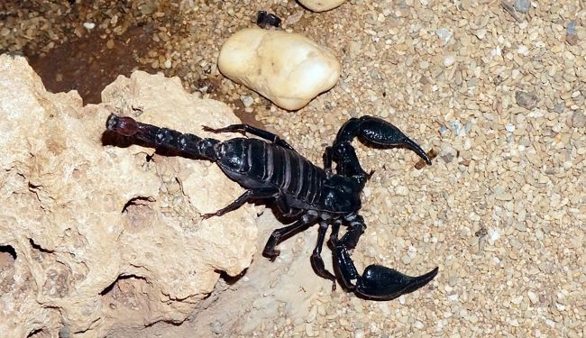 “Чего еще ожидать в Кривом Роге”? Там возле больницы заметили черного скорпиона (ВИДЕО)