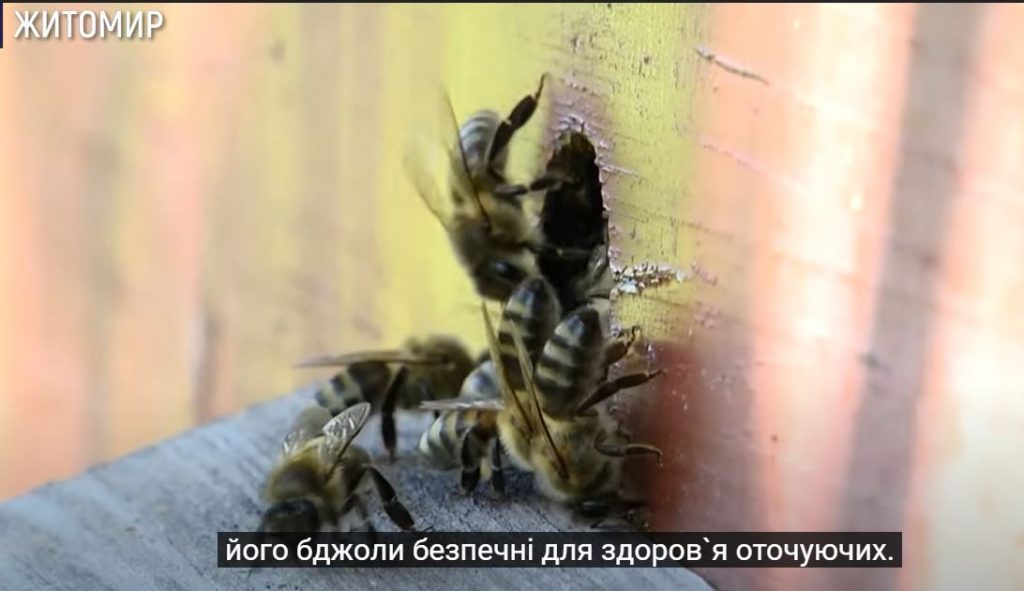 Пчеловод в шортах. Украинский пасечник вывел породу пчел, которые не кусаются (ФОТО, ВИДЕО) 2