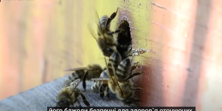Пчеловод в шортах. Украинский пасечник вывел породу пчел, которые не кусаются (ФОТО, ВИДЕО)