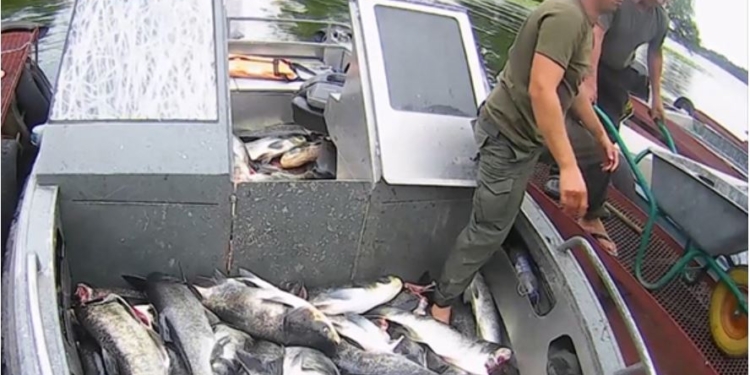 Возле ДнепроГЭС всплыли изрубленные тушки взрослых толстолобов – уже более 7 тонн (ВИДЕО)