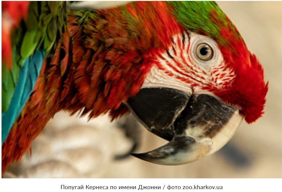В Харькове любимого попугая Кернеса выселили из горсовета (ВИДЕО) 1