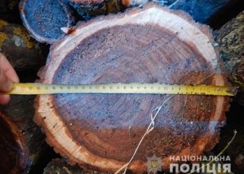 И снова Вознесенск. Туда водитель без документов вез спиленные деревья без документов (ФОТО)