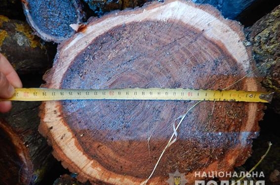 И снова Вознесенск. Туда водитель без документов вез спиленные деревья без документов (ФОТО)