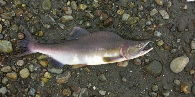 Даже рыба у них с захватническими инстинктами: в Норвегии бьют тревогу из-за вторжения «русского лосося»