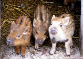Трое поросят пришли на проходную Запорожской АЭС и долго просились их впустить (ВИДЕО)