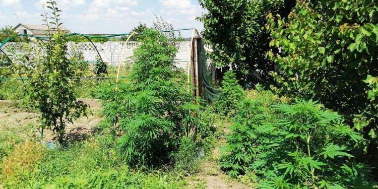 Николаевские полицейские изъяли 120 кустов конопли почти в человеческий рост (ФОТО)