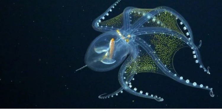 Завораживающая красота. Ученые впервые сняли  глубоководного прозрачного осьминога (ВИДЕО)