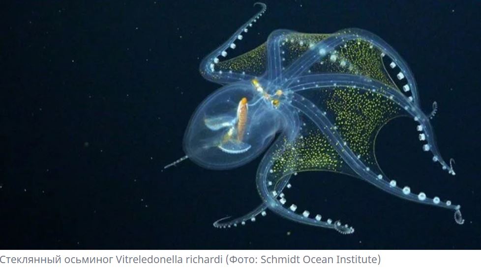 Завораживающая красота. Ученые впервые сняли глубоководного прозрачного осьминога (ВИДЕО) 1