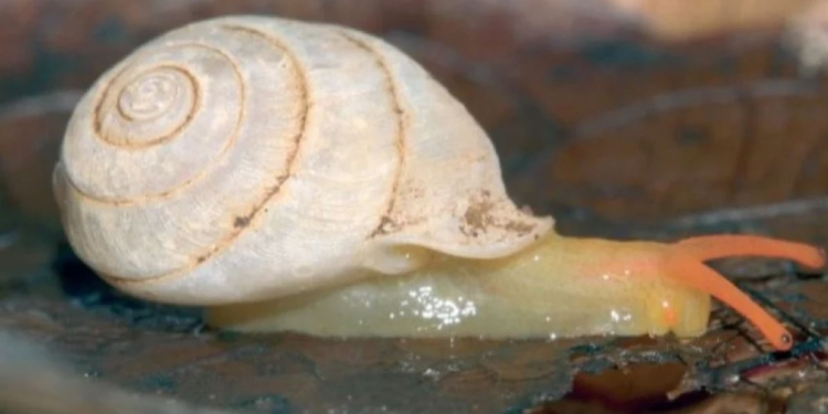 В Индии обнаружен новый вид хищных улиток – поедают сородичей (ФОТО)