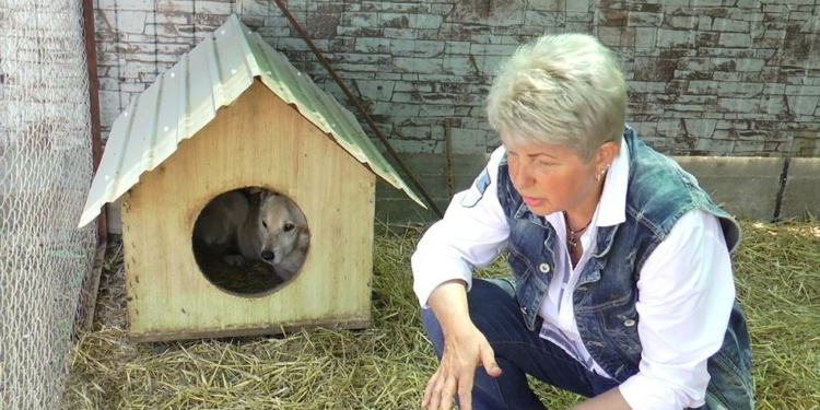 Под Николаевом жестоко избили хозяйку семейного приюта для бездомных животных