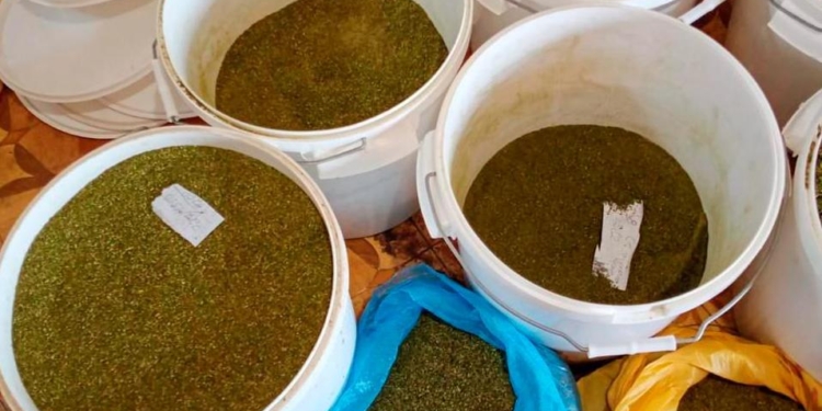 Кусты конопли и около 40 кг каннабиса изъяли николаевские полицейские у жителя Нового Буга (ФОТО, ВИДЕО)