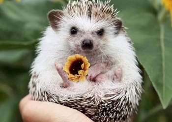 Фотосессия для себя – вчерашний день! Жительница Канады устраивает фотосессии для своей ежихи, и это очаровательно (ФОТО)