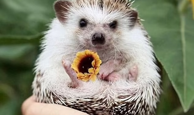 Фотосессия для себя – вчерашний день! Жительница Канады устраивает фотосессии для своей ежихи, и это очаровательно (ФОТО)