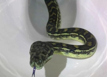 В Австрии полутораметровый питон выплыл из унитаза и укусил мужчину