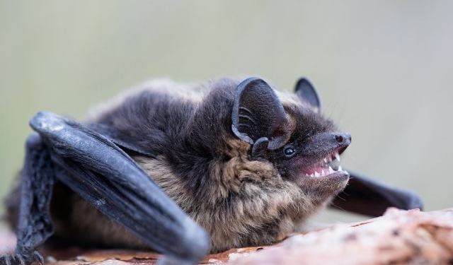 В Чехии проходят «Ночи летучих мышей»