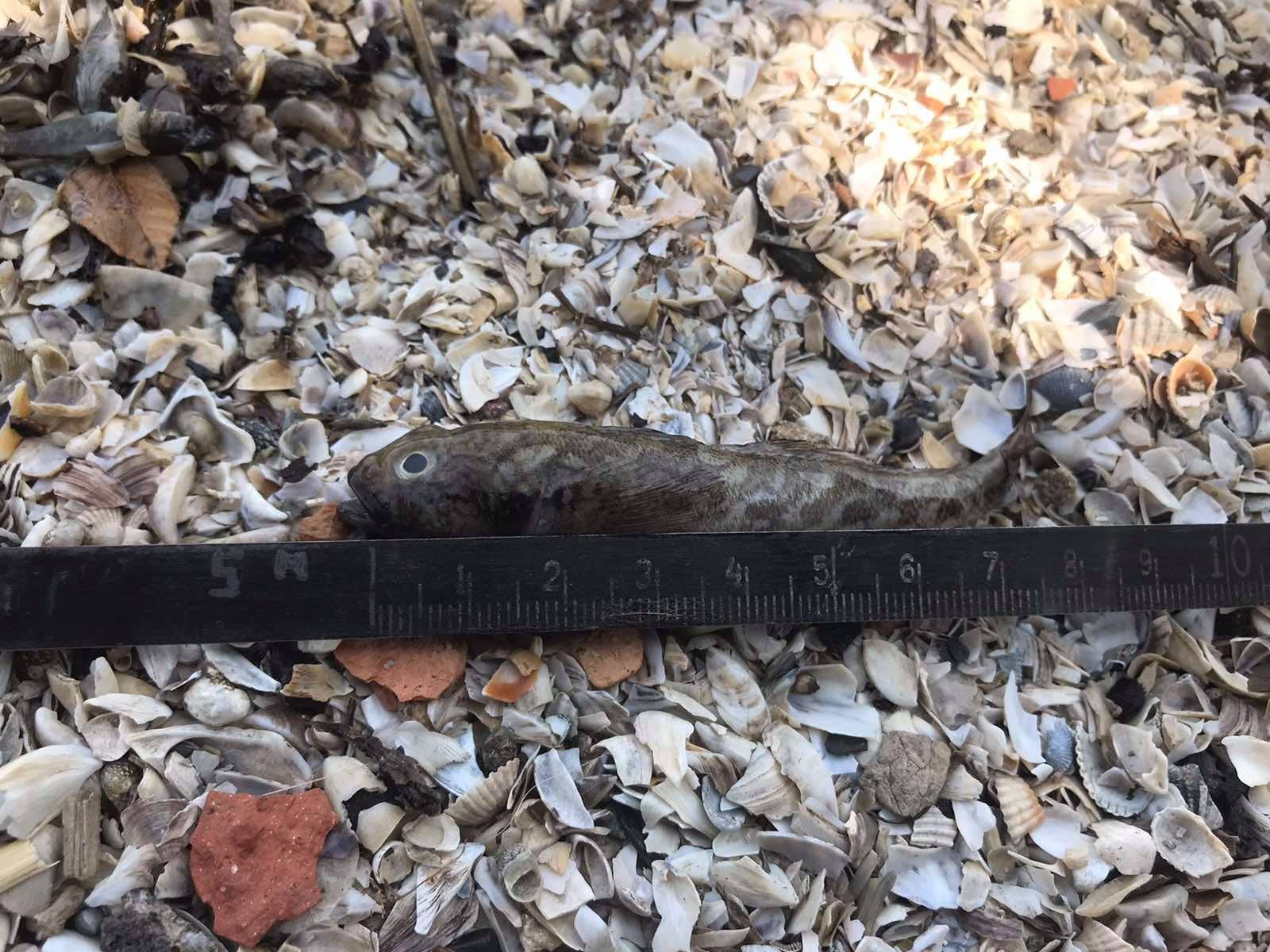 В Николаеве у берегов Варваровки – замор рыбы: погибло 7,5 тысяч бычков (ФОТО)