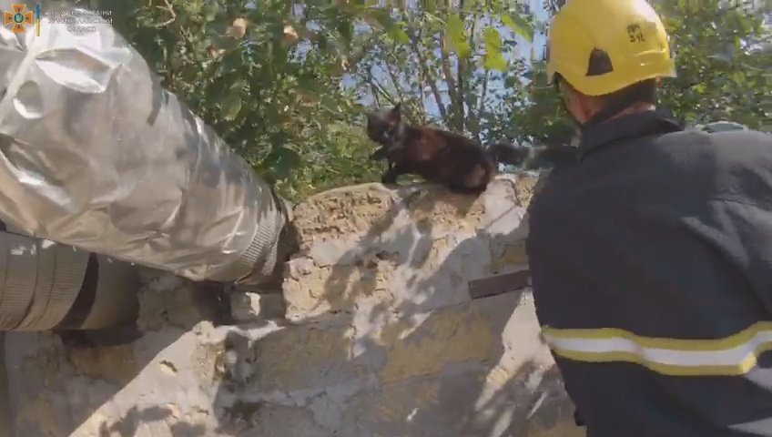 В Николаеве спасатели освободили кота, запутавшегося хвостом в колючей проволоке (ВИДЕО) 1