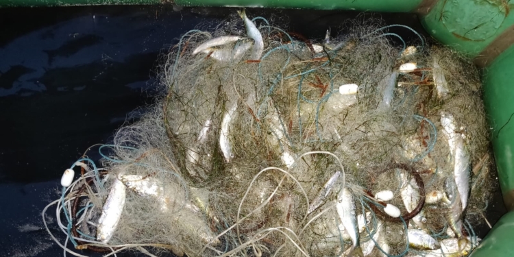 На Днепро-Бугском лимане Николаевский рыбоохранный патруль изъял у браконьера сеть и 5 кг пузанка (ФОТО)