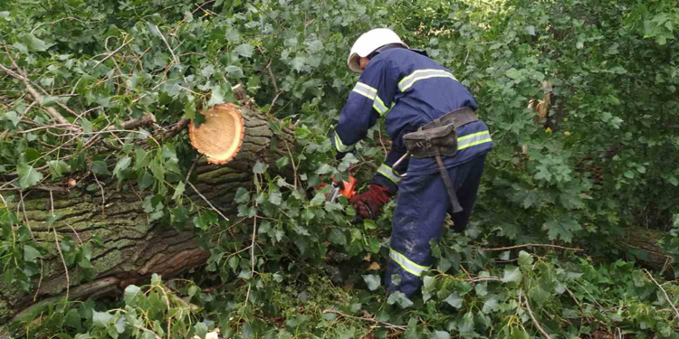 Снова спасатели убирали дерево, упавшее на трассу (ФОТО)