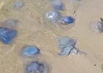 Берег Коблево усыпан мертвыми медузами (ВИДЕО)