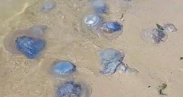 Берег Коблево усыпан мертвыми медузами (ВИДЕО)