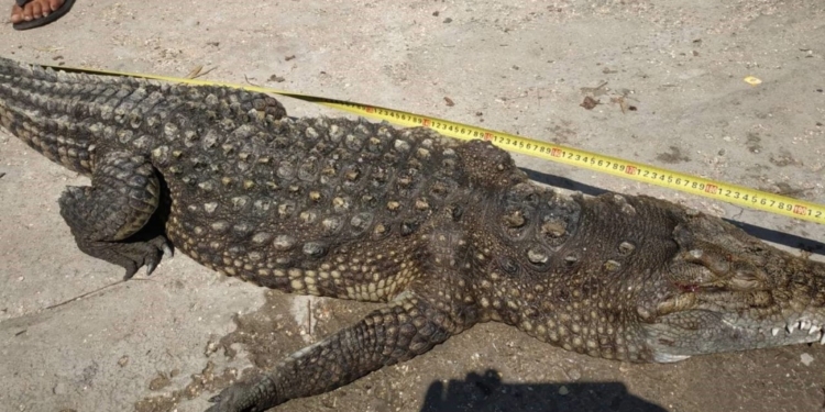 На Арабатской стрелке выловили из воды крокодила, но уже мертым (ФОТО)