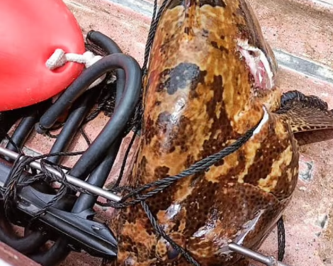 Рыба убила охотившегося на нее с гарпуном рыбака