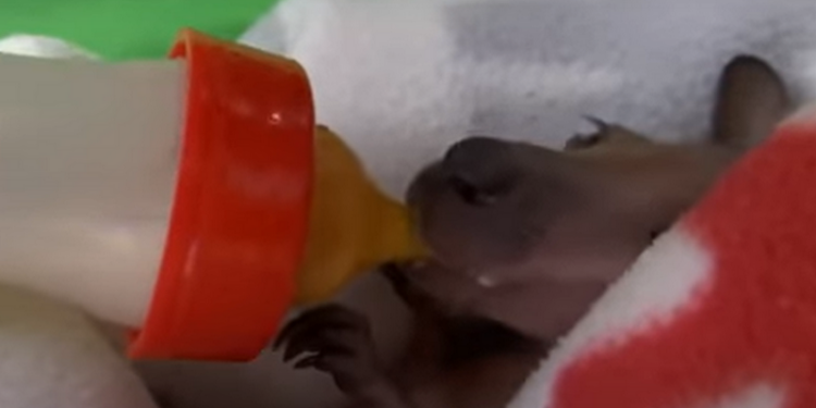 В Бердянском зоопарке выкармливают крохотного кенгуренка, мать которого убило молнией (ВИДЕО)