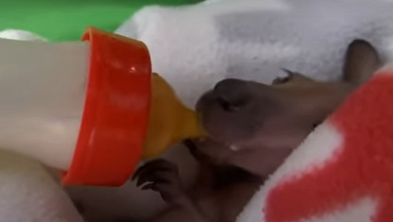 В Бердянском зоопарке выкармливают крохотного кенгуренка, мать которого убило молнией (ВИДЕО) 1