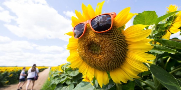 Нам это близко: в канадской провинции проходит фестиваль подсолнухов (ФОТО)