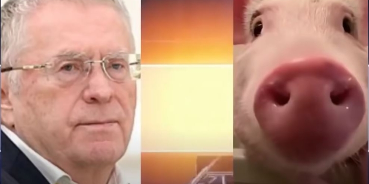 Между РФ и Азербайджаном разгорается скандал – из-за Жириновского, которого обозвали “жирной свиньей” (ВИДЕО)