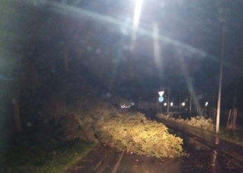Во Львове во время урагана на парня и девушку упало дерево – молодые люди погибли