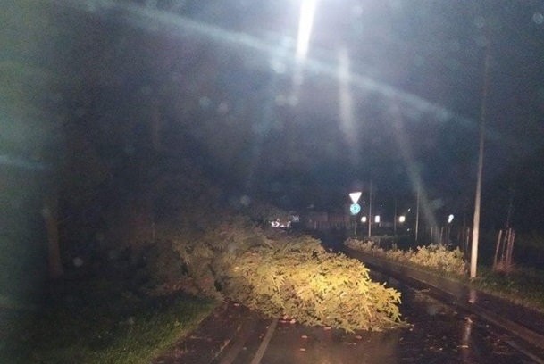 Во Львове во время урагана на парня и девушку упало дерево – молодые люди погибли