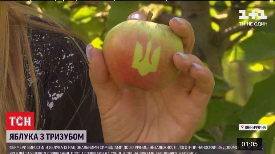 Винницкие фермеры ко Дню Независимости вырастили яблоки с трезубцем (ВИДЕО) 1