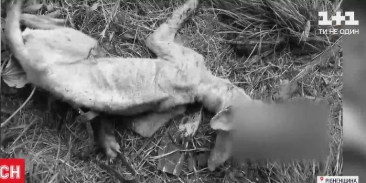 На Ровенщине селяне утверждают, что поймали чупакабру (ФОТО, ВИДЕО)