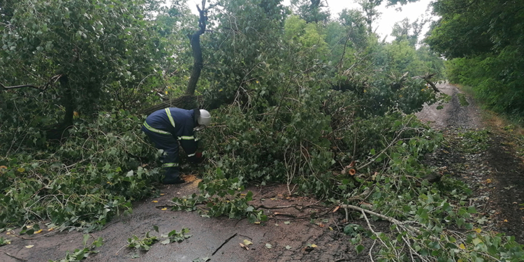 На Николаевщине непогода снова напакостила – поваленные деревья убирали спасатели (ФОТО)