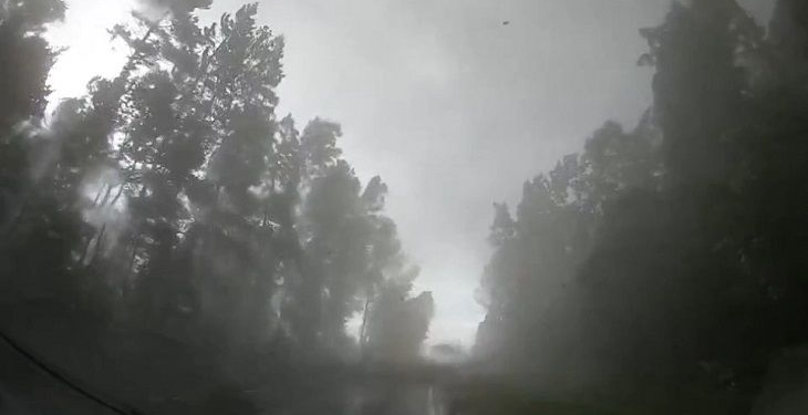 Китайские туристы чуть не погибли в Беларуси, но сняли, как ураган валит лес (ВИДЕО)