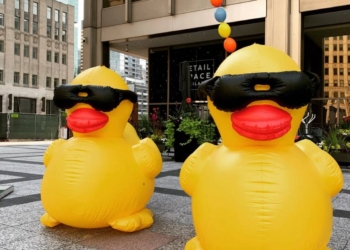 В США прошли масштабные соревнования по заплыву резиновых уточек (ВИДЕО)