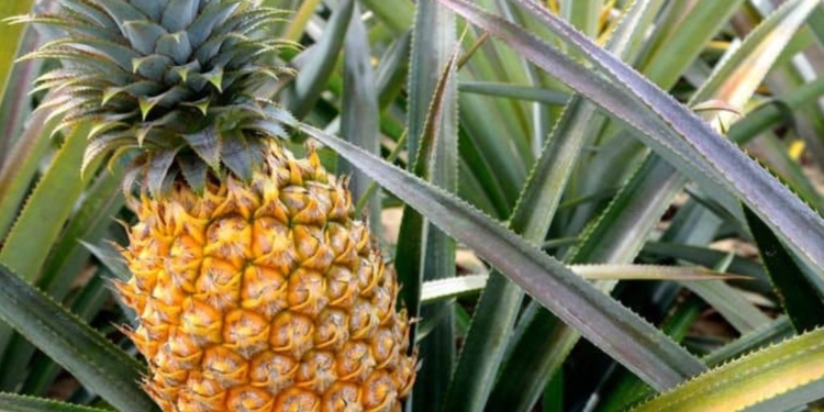 Обувь, одежда и салон авто – из ананаса. Известные бренды переходят на эко-кожу (ФОТО, ВИДЕО)