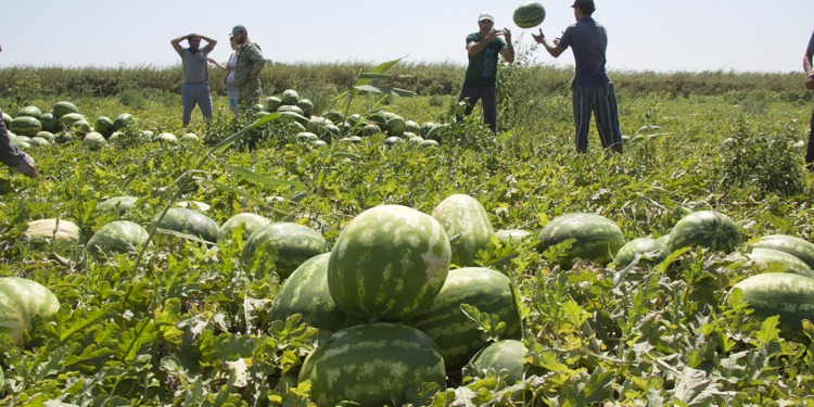 В Николаевской области процветает “арбузное рабство”, – СМИ